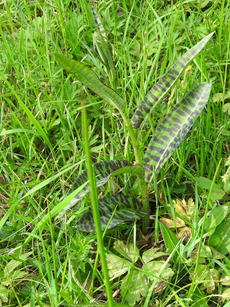 Dactylorhiza × braunii