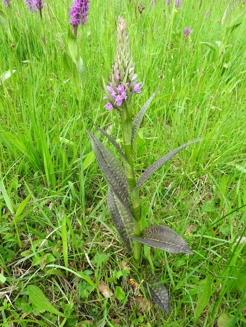 Dactylorhiza × braunii photo 6