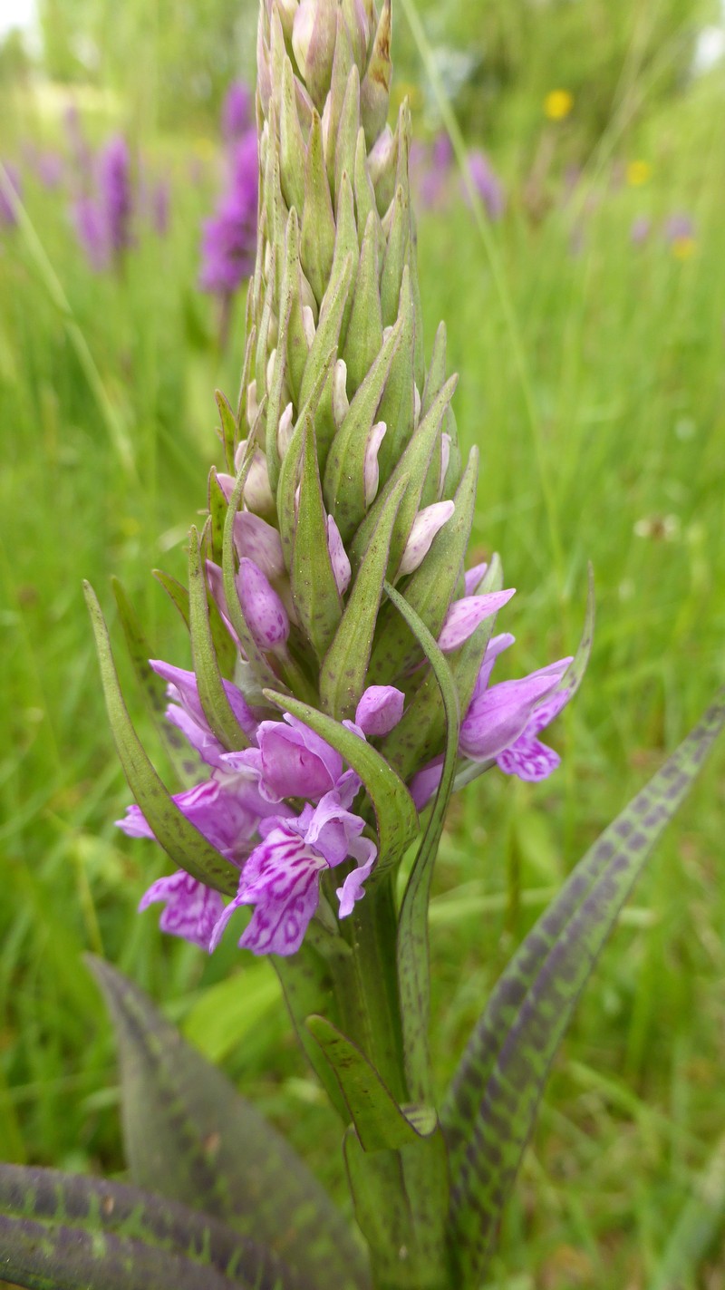 Dactylorhiza × braunii photo 7