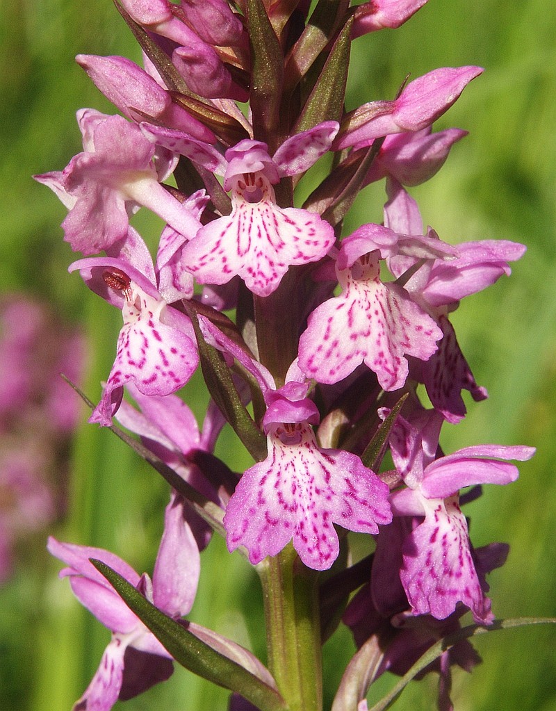 Dactylorhiza × braunii photo 8