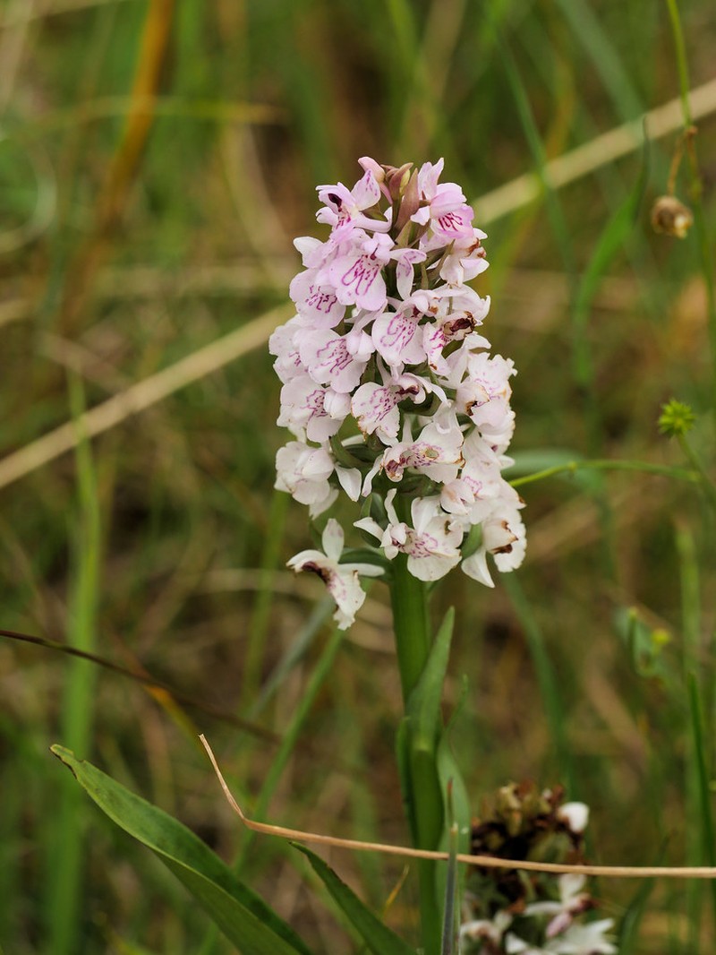 Dactylorhiza × carnea