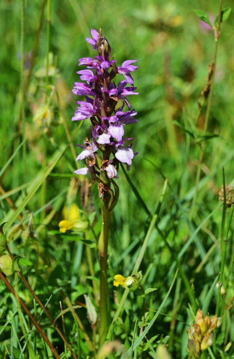 Dactylorhiza × dubreuilhii