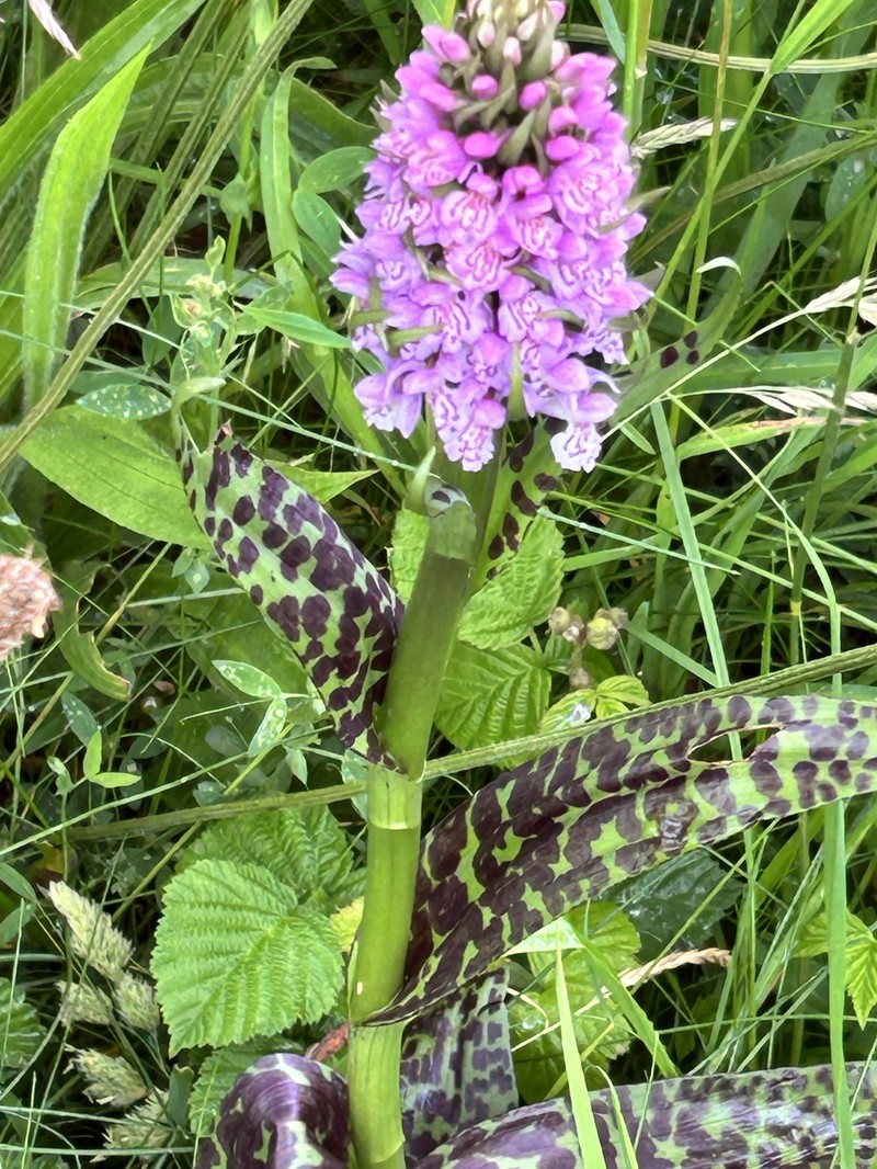 Dactylorhiza × grandis photo 2
