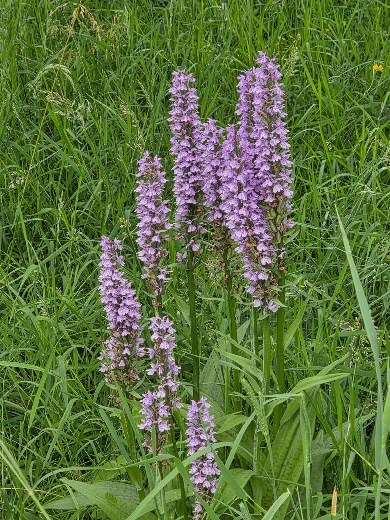 Dactylorhiza × grandis photo 3