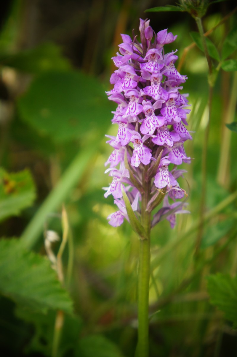 Dactylorhiza × grandis photo 4
