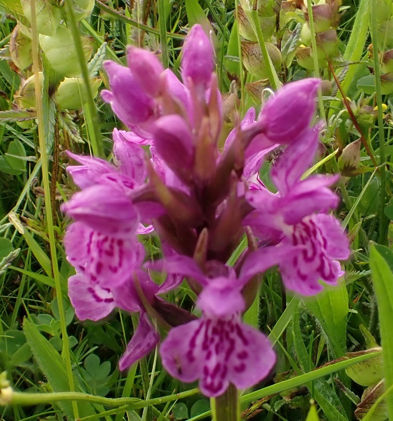Dactylorhiza × grandis photo 5