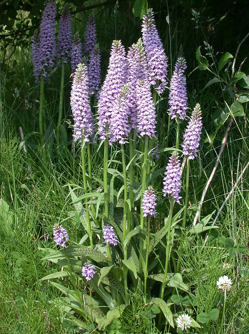 Dactylorhiza × grandis