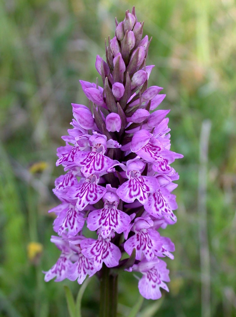 Dactylorhiza × grandis photo 6