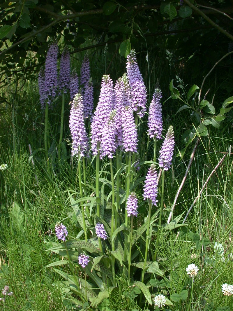 Dactylorhiza × grandis photo 7