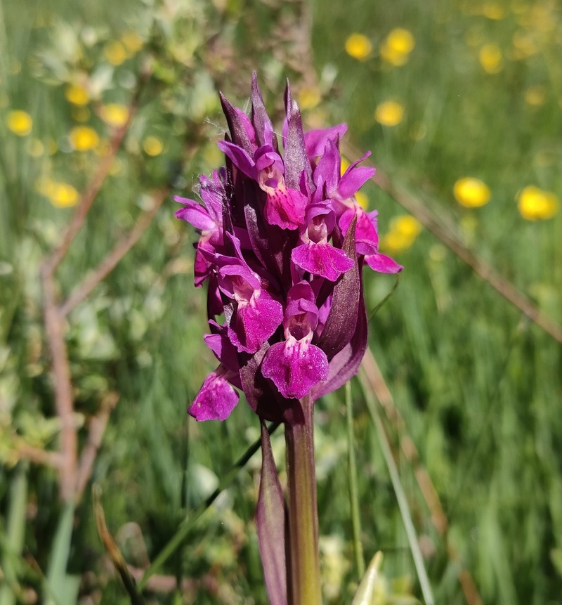 Dactylorhiza × guillaumeae