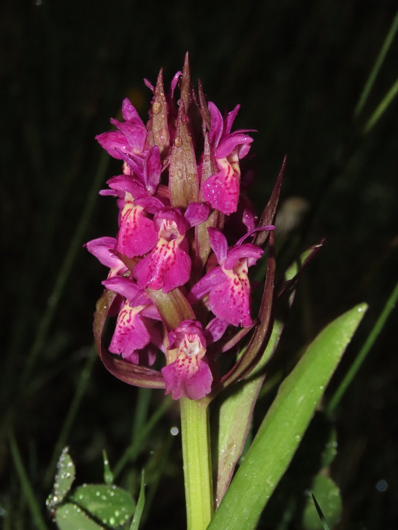 Dactylorhiza × guillaumeae photo 2