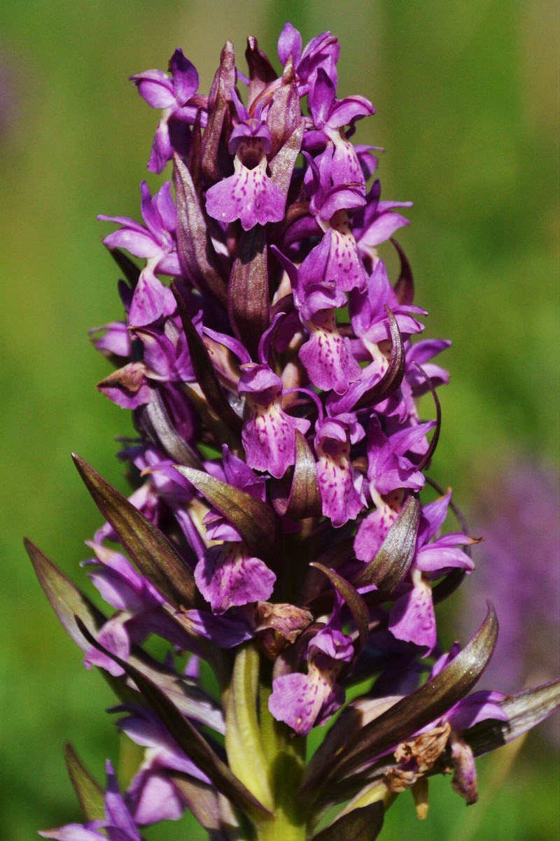 Dactylorhiza × guillaumeae photo 3