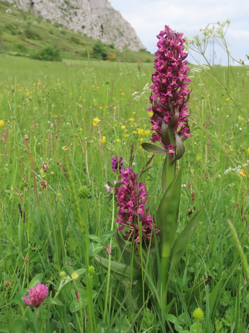 Dactylorhiza × guillaumeae photo 4
