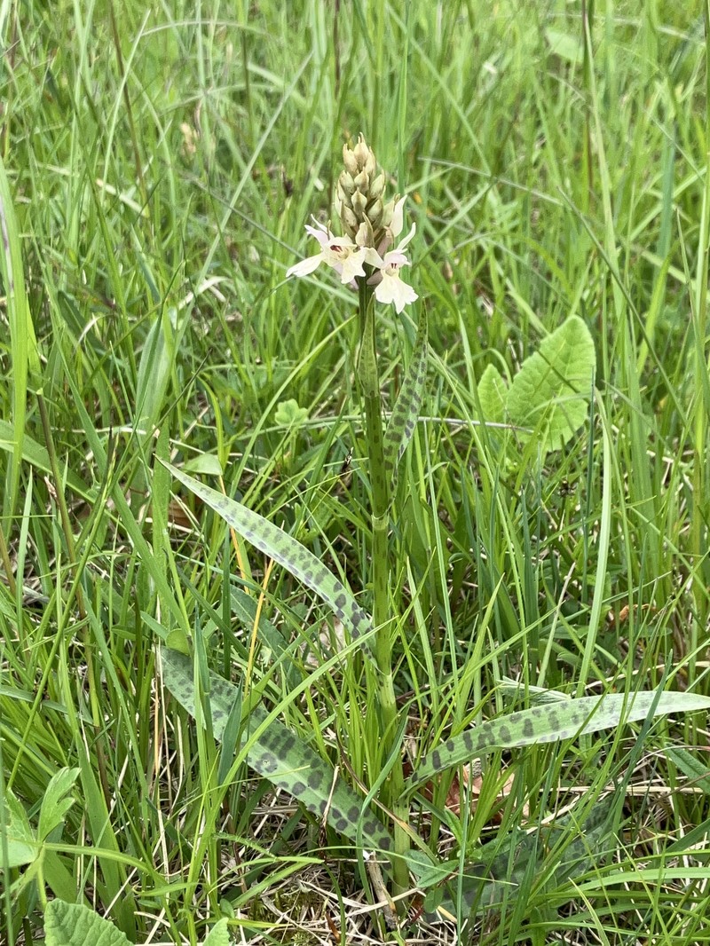 Dactylorhiza × influenza