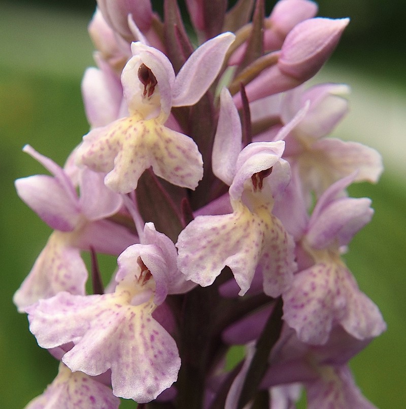 Dactylorhiza × influenza photo 2