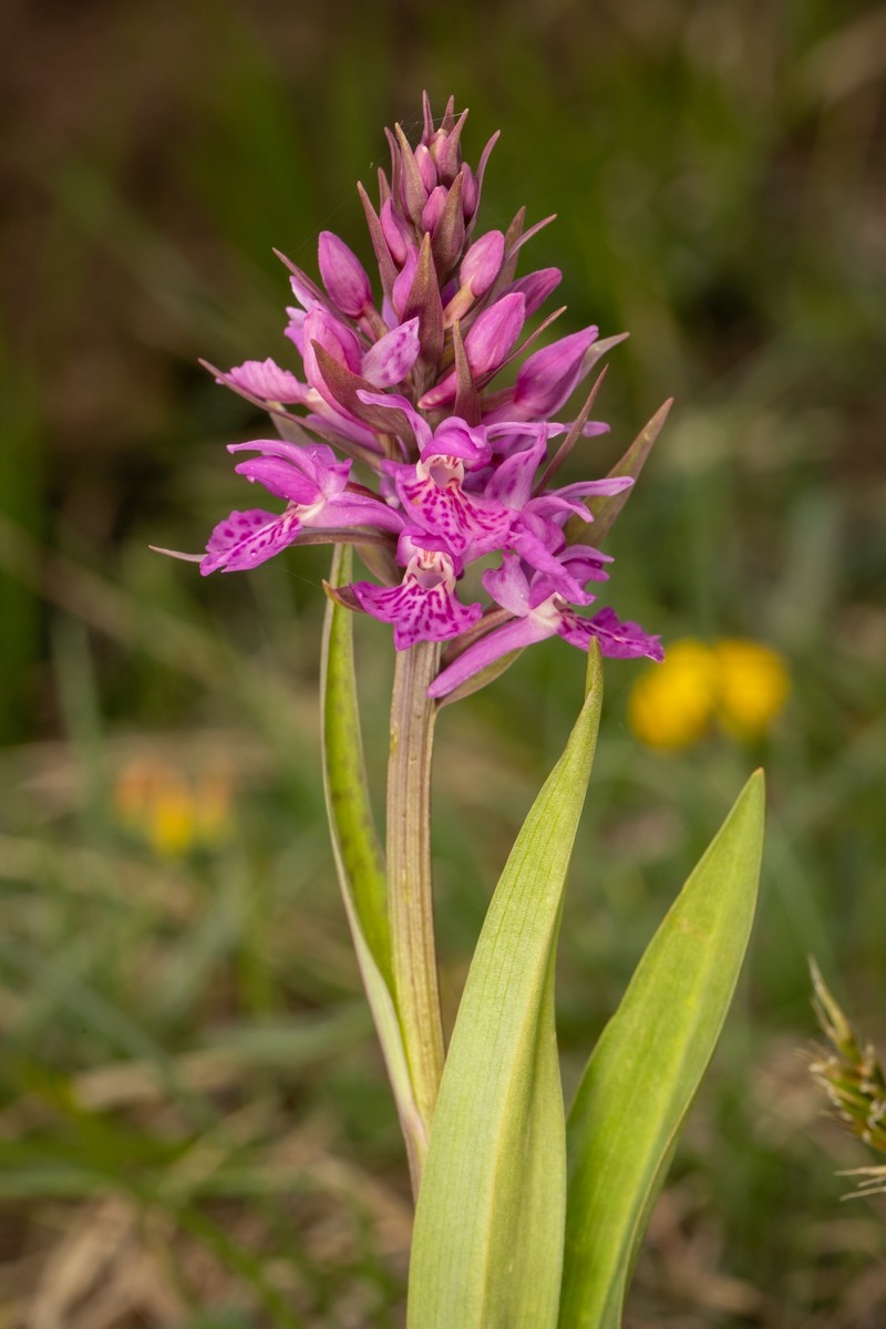 Dactylorhiza × influenza photo 3