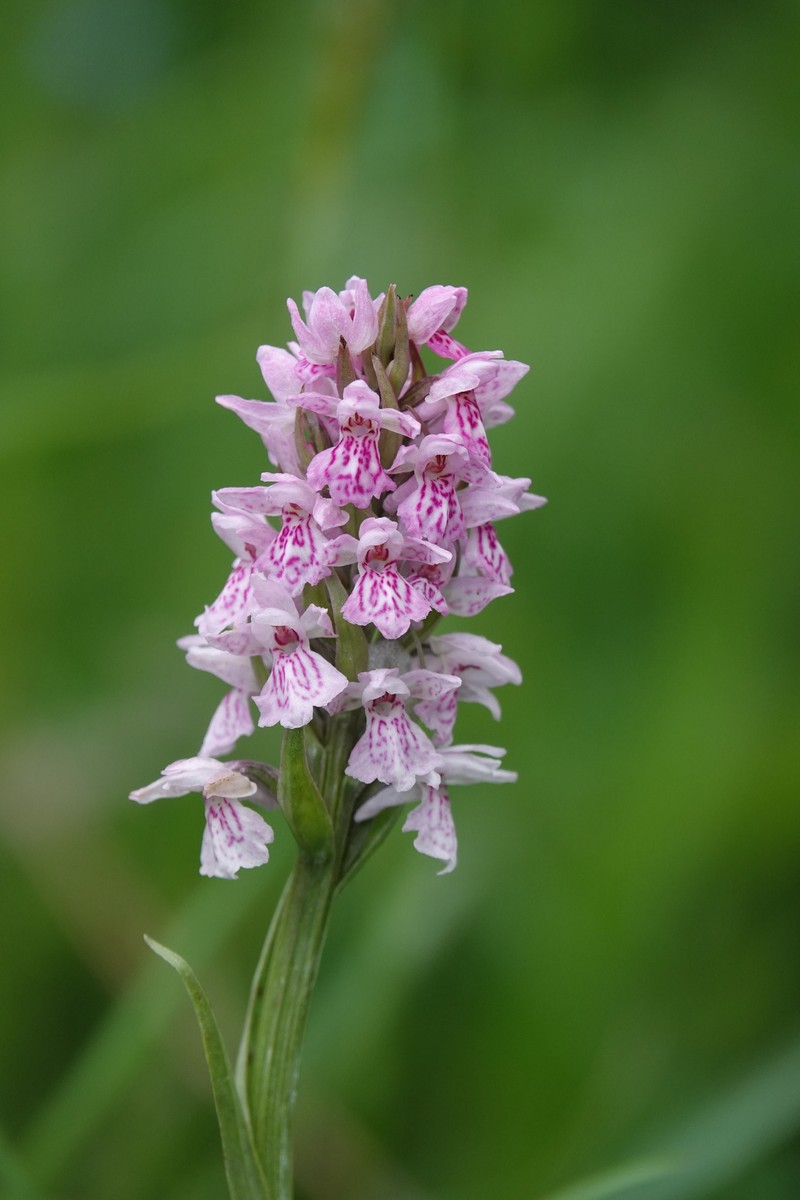 Dactylorhiza × kerneriorum