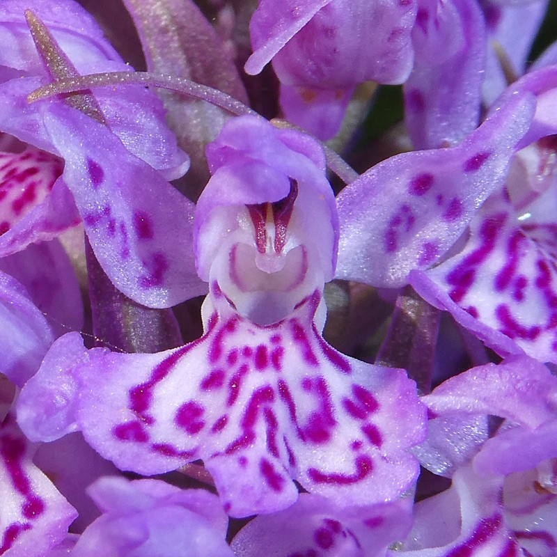 Dactylorhiza × kerneriorum photo 2