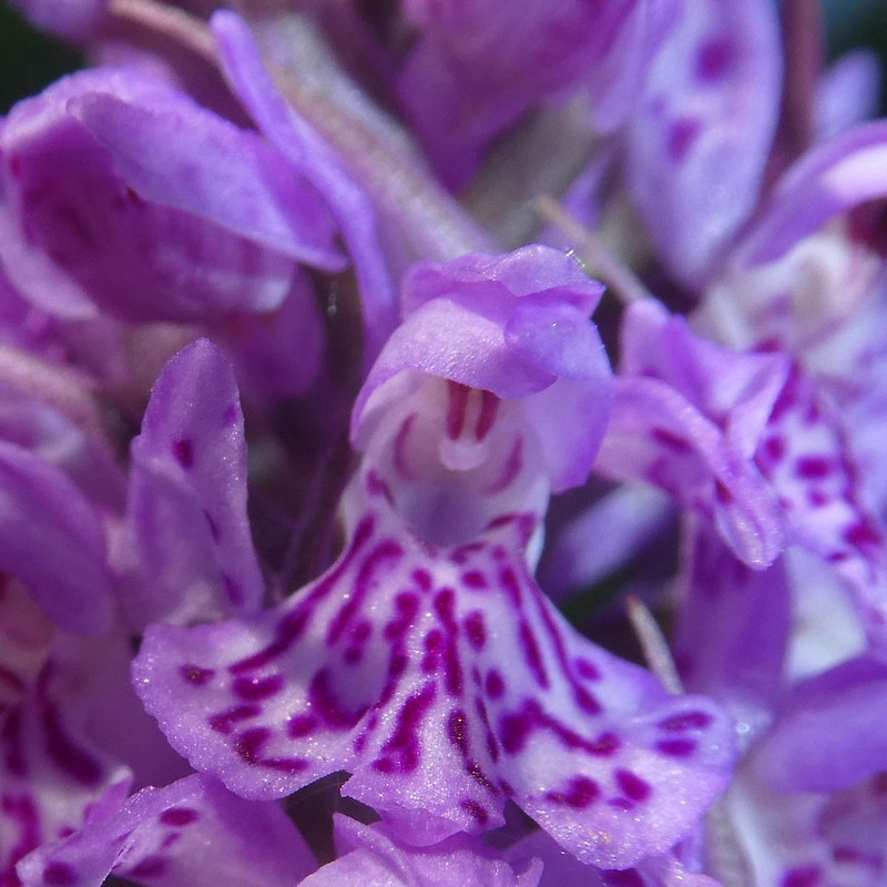 Dactylorhiza × kerneriorum photo 3