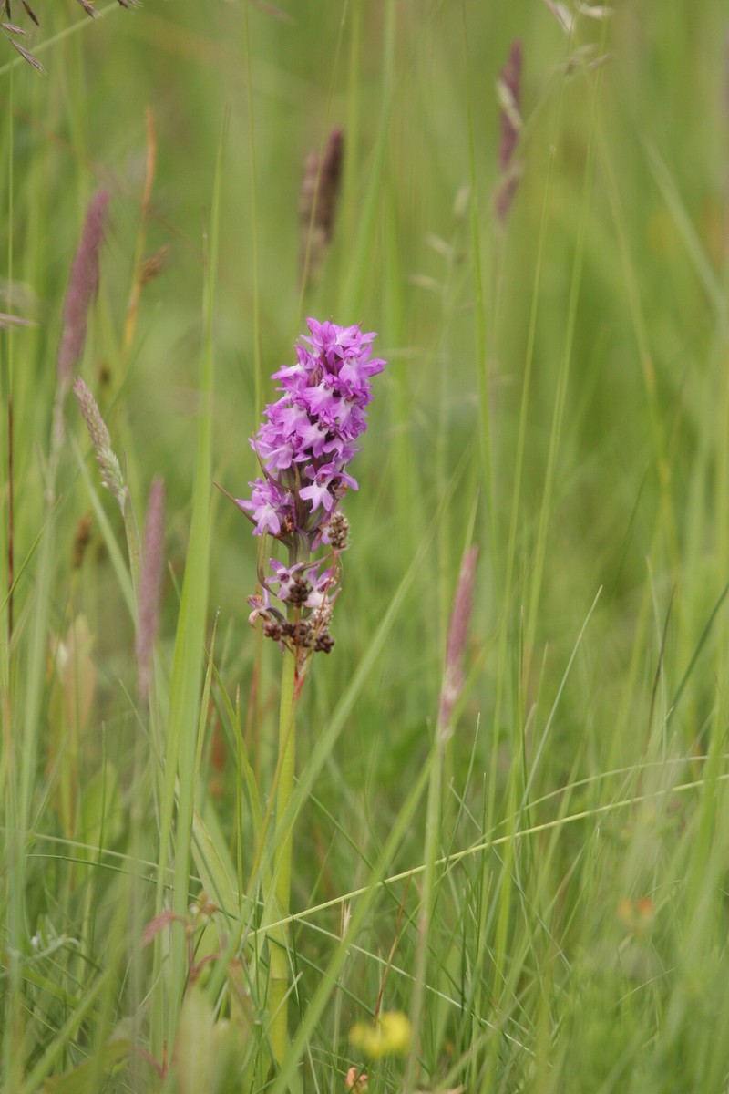 Dactylorhiza × kerneriorum nothosubsp. kerneriorum