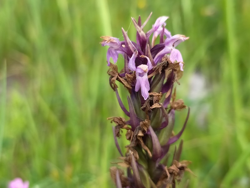 Dactylorhiza × kerneriorum nothosubsp. kerneriorum photo 2