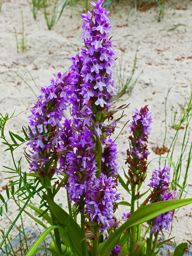 Dactylorhiza × kerneriorum nothosubsp. kerneriorum photo 3