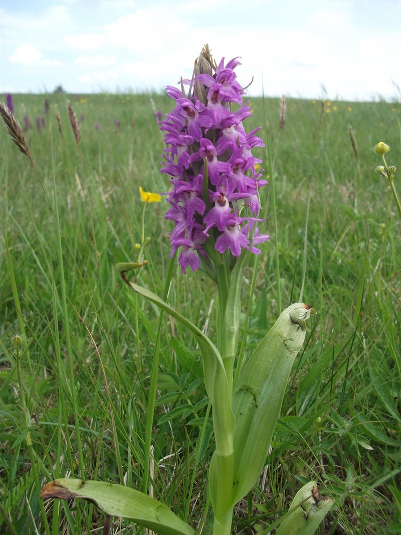 Dactylorhiza × kerneriorum nothosubsp. kerneriorum photo 4