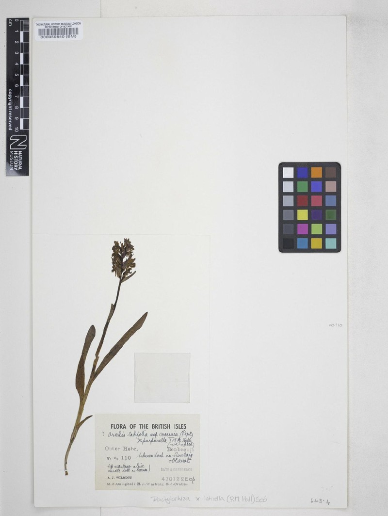 Dactylorhiza × latirella photo 2