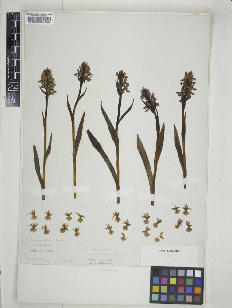 Dactylorhiza × latirella photo 3