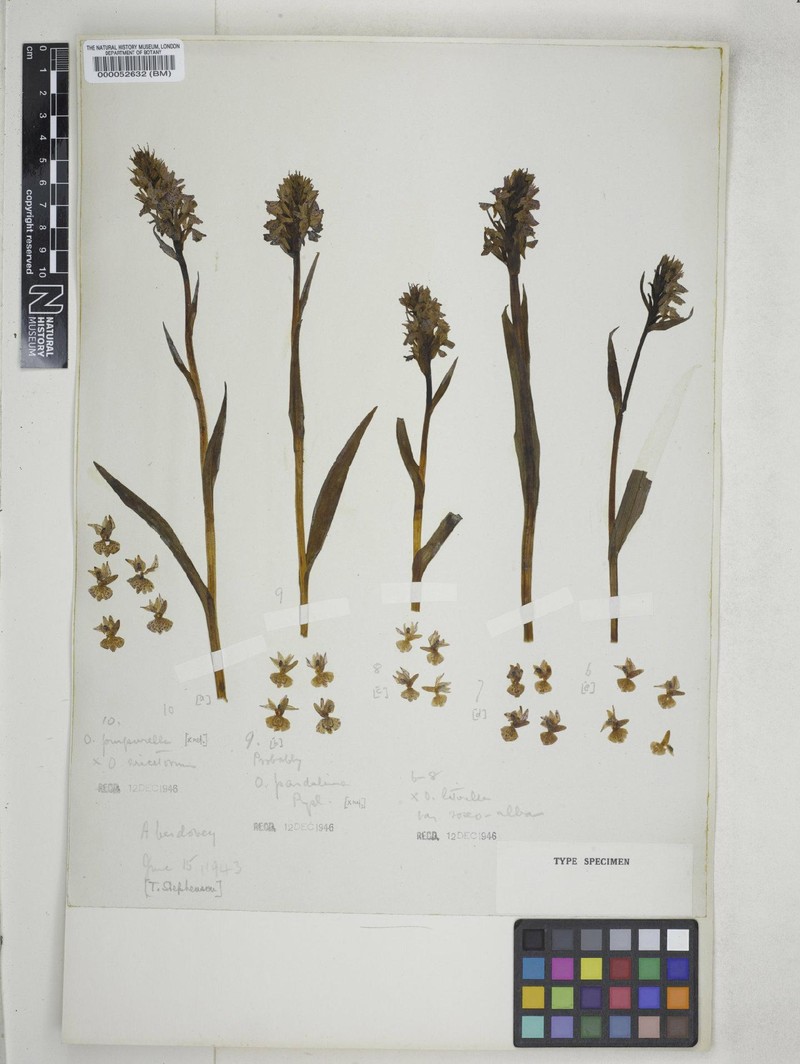 Dactylorhiza × latirella photo 4