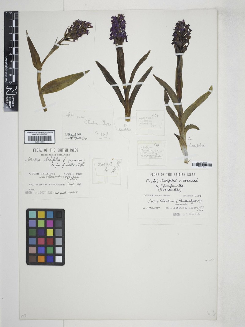 Dactylorhiza × latirella photo 5