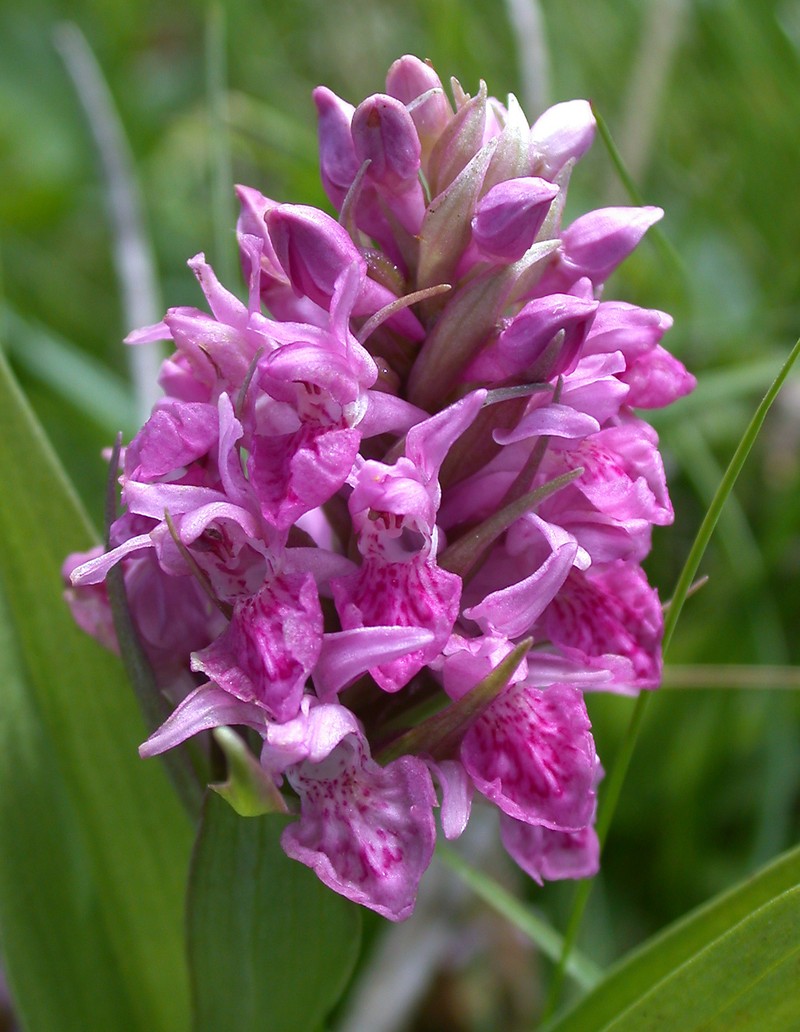 Dactylorhiza × latirella