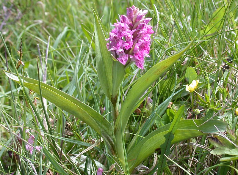 Dactylorhiza × latirella photo 6