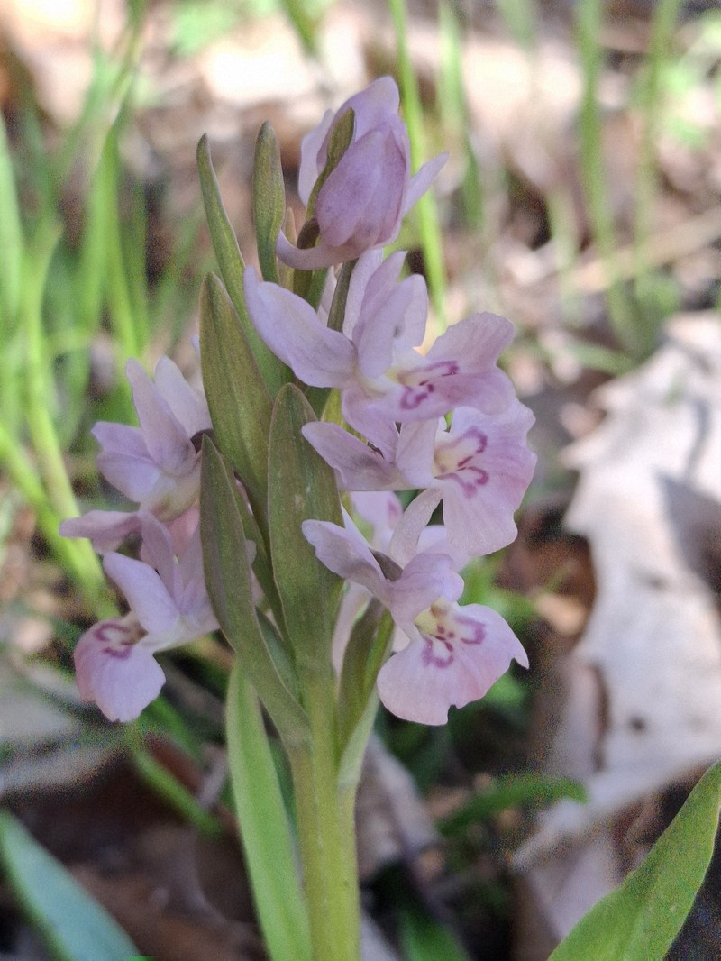 Dactylorhiza × rombucina