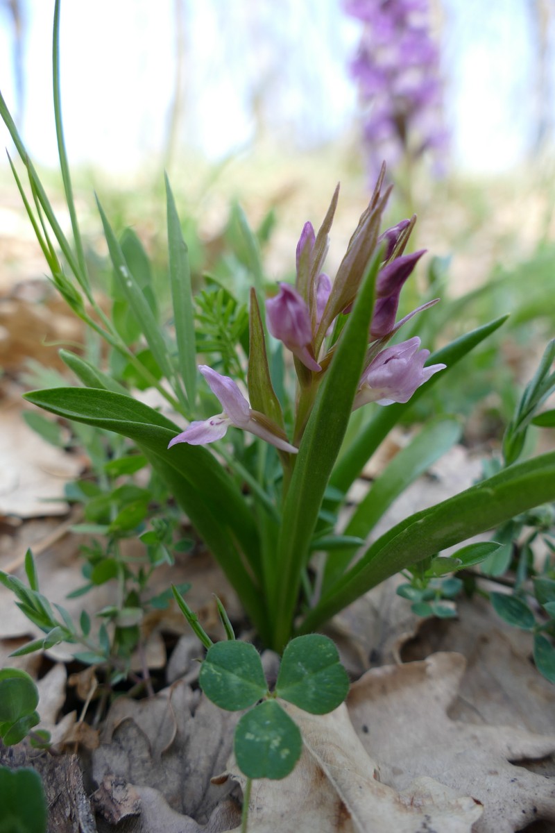 Dactylorhiza × rombucina photo 2