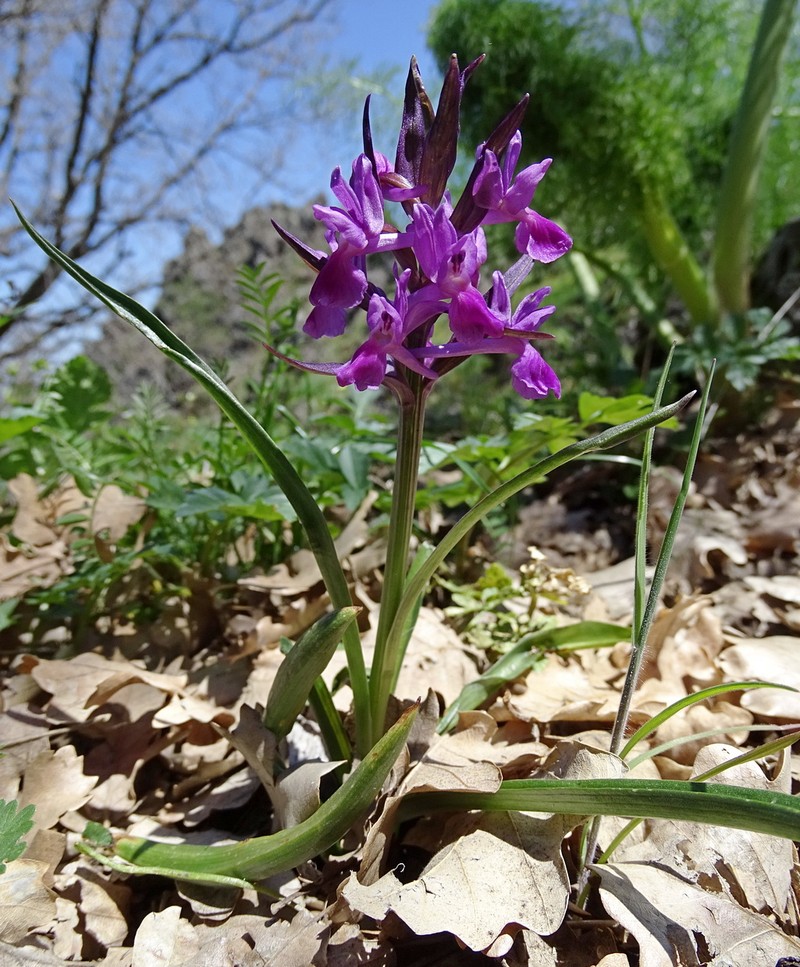 Dactylorhiza × rombucina photo 3