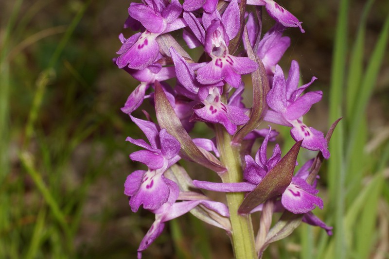 Dactylorhiza × rombucina photo 4