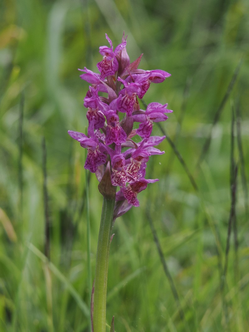 Dactylorhiza × ruppertii