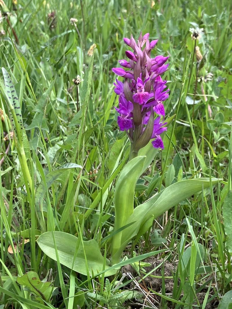 Dactylorhiza × ruppertii photo 2