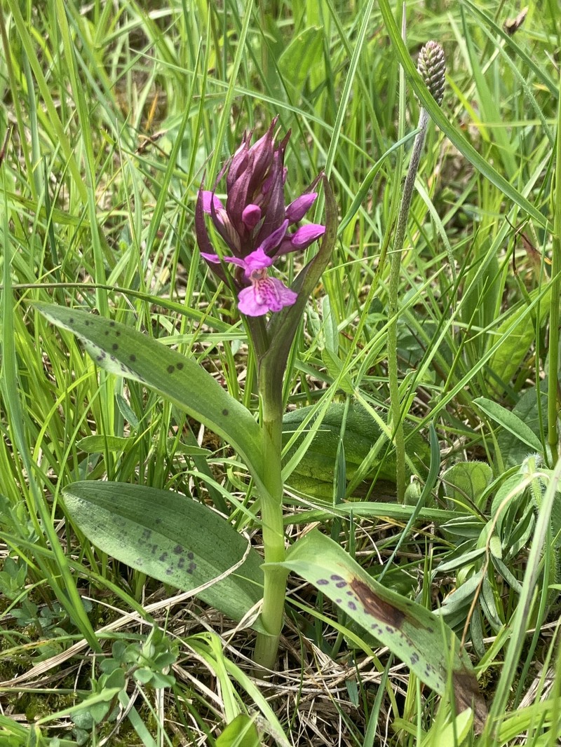 Dactylorhiza × ruppertii photo 3