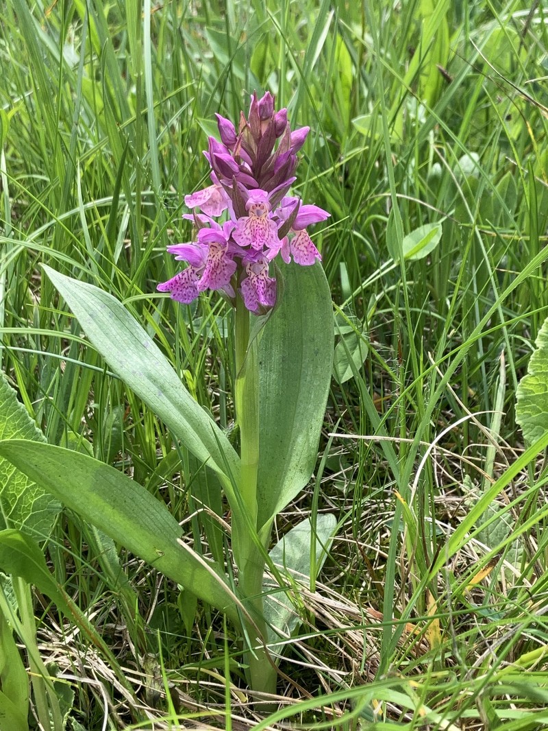 Dactylorhiza × ruppertii photo 4