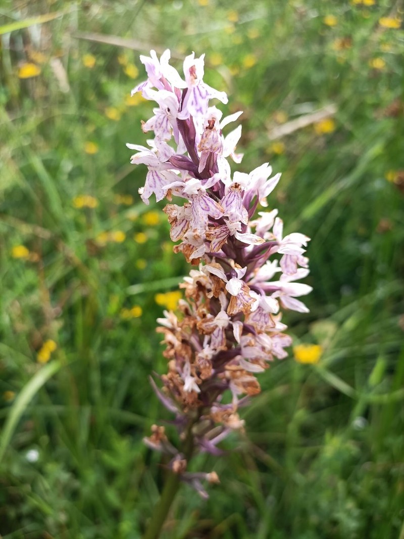 Dactylorhiza × senayi photo 2
