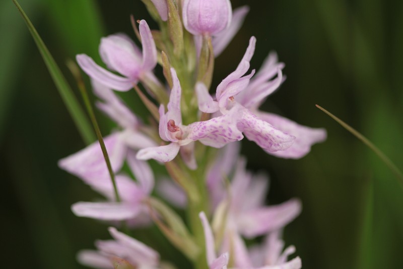 Dactylorhiza × senayi photo 3