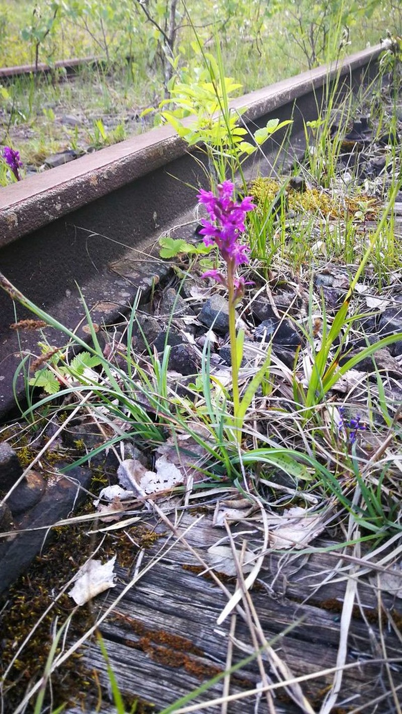 Dactylorhiza × senayi photo 4