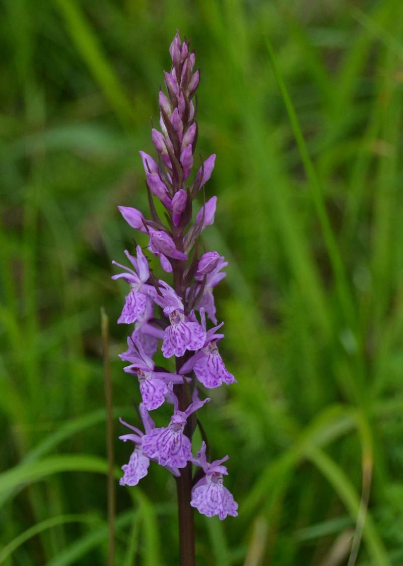 Dactylorhiza × stagni-novi