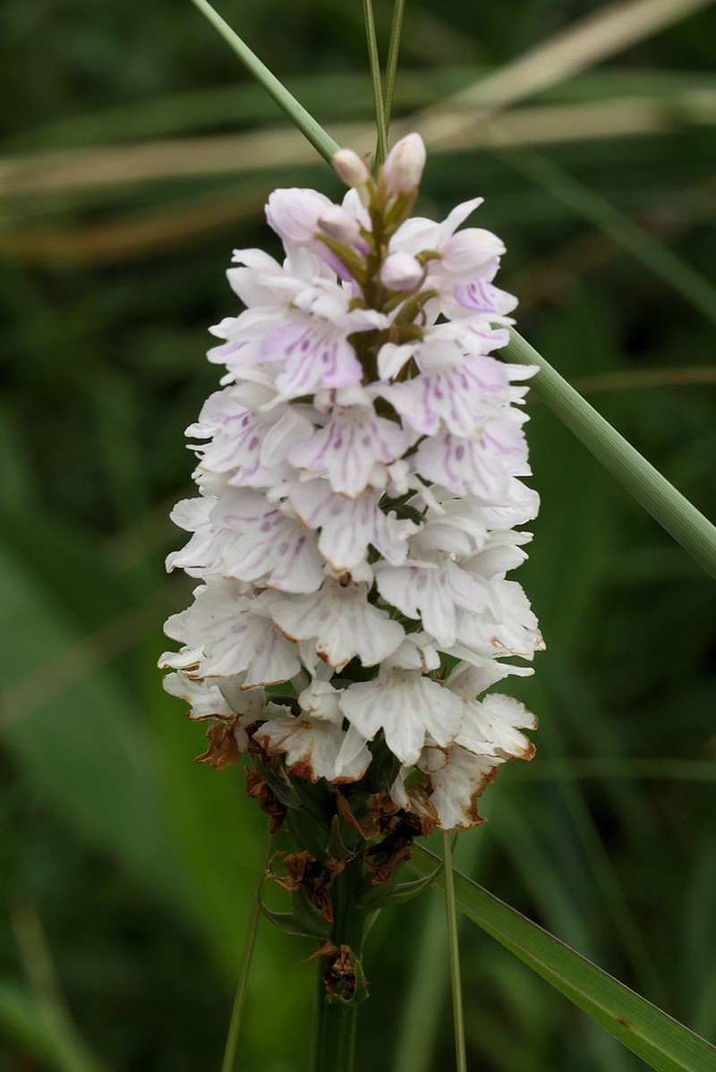 Dactylorhiza × transiens