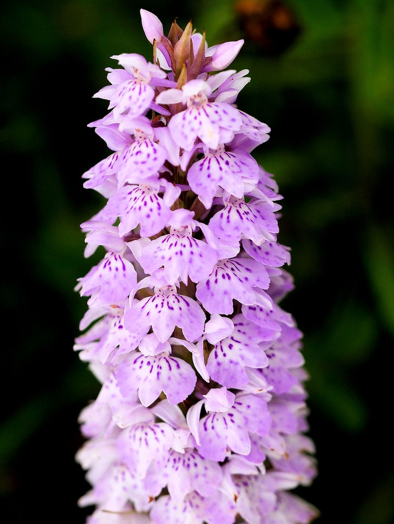 Dactylorhiza × transiens photo 2