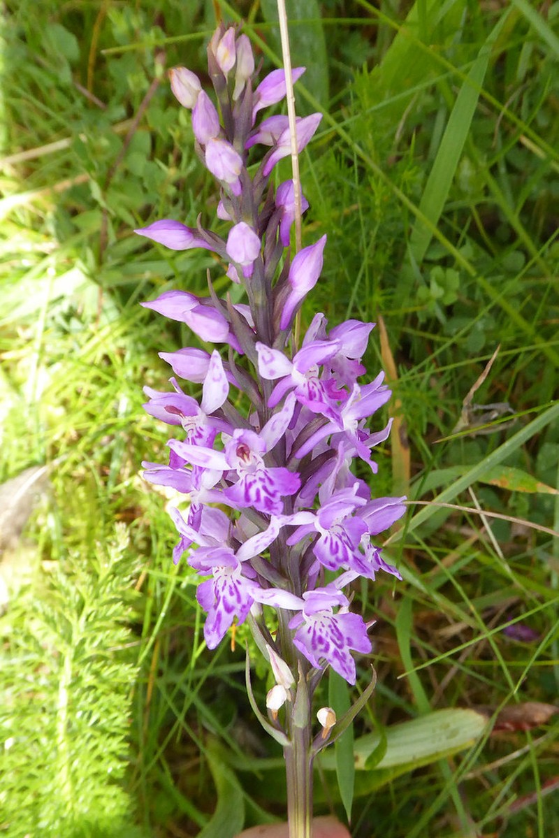 Dactylorhiza × transiens photo 3