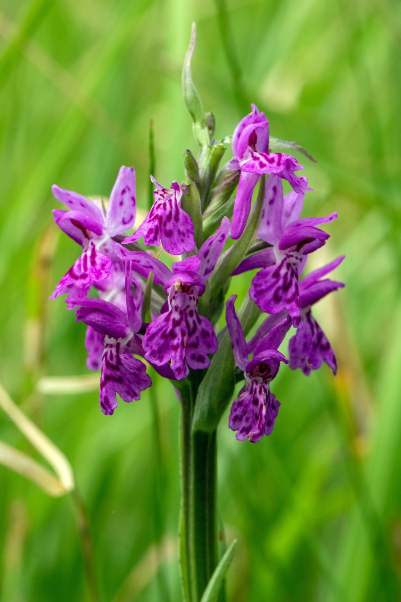 Dactylorhiza × venusta photo 2