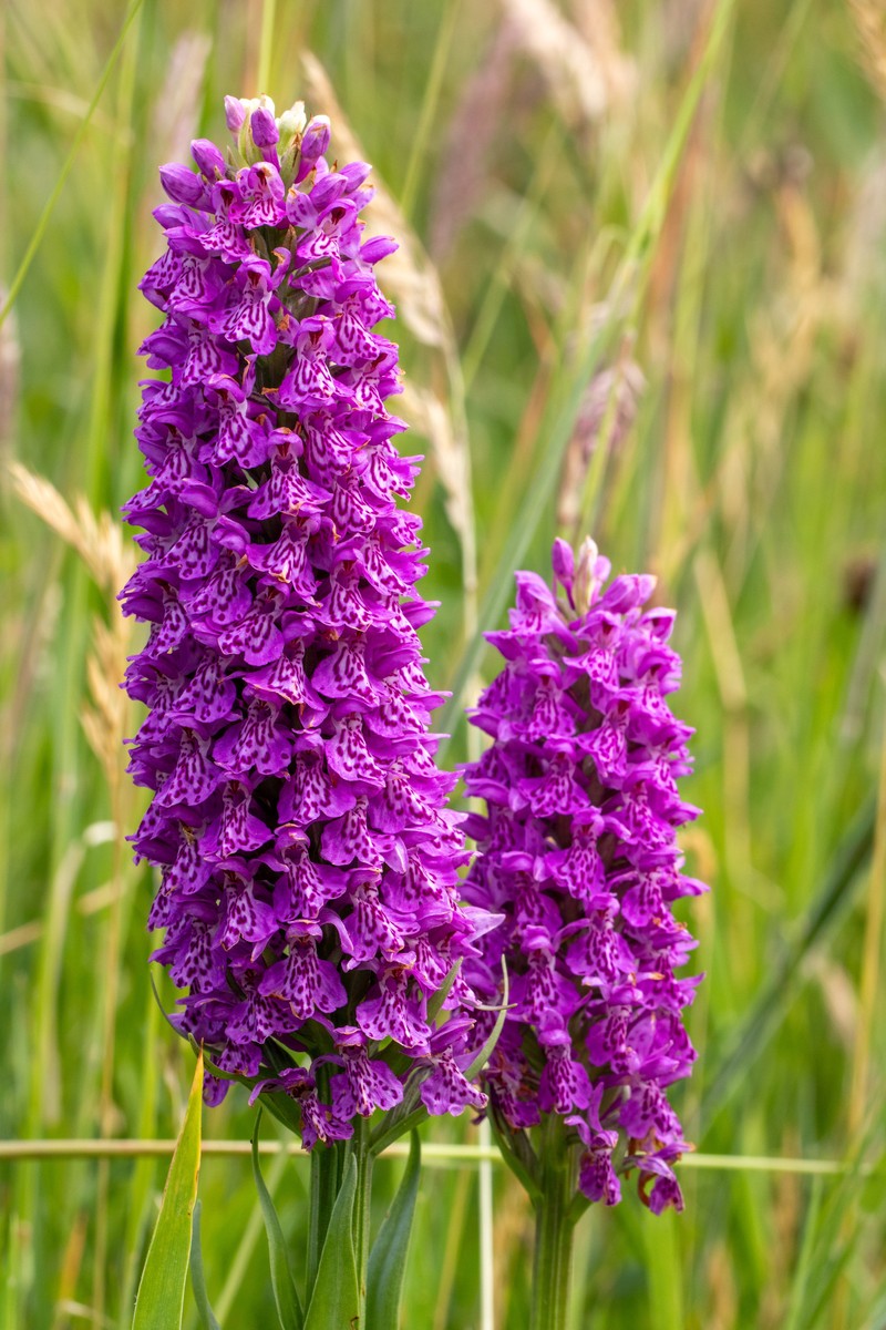 Dactylorhiza × venusta photo 3